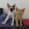 Iliyana & Simba suchen ihr gemeinsames Zuhause
