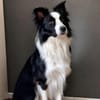 Unglücksrabe Lucky (Border Collie) wartet in 73525 Schwäbisc