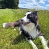Unglücksrabe Lucky (Border Collie) wartet in 73525 Schwäbisc