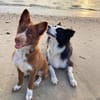 Unglücksrabe Lucky (Border Collie) wartet in 73525 Schwäbisc