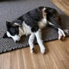 Unglücksrabe Lucky (Border Collie) wartet in 73525 Schwäbisc