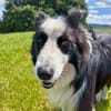 Unglücksrabe Lucky (Border Collie) wartet in 73525 Schwäbisc