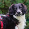 STORMY - sanfte Seele sucht Für-Immer-Zuhause