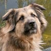 SLY sucht Menschen mit Hundeverstand