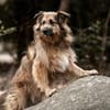 SLY sucht Menschen mit Hundeverstand