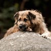 SLY sucht Menschen mit Hundeverstand