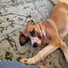 🐾 Effi sucht ihr Für-immer-Zuhause