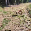 🐾 Effi sucht ihr Für-immer-Zuhause