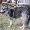 FRODO, liebenswürdiges, verschmustes Dreibein sucht