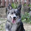FRODO, liebenswürdiges, verschmustes Dreibein sucht