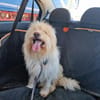 TOSHI braucht Liebe und etwas Geduld