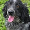 Der russische Spaniel Charli sucht zuhause!