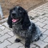 Der russische Spaniel Charli sucht zuhause!