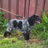 Der russische Spaniel Charli sucht zuhause!