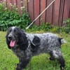 Der russische Spaniel Charli sucht zuhause!
