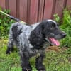 Der russische Spaniel Charli sucht zuhause!