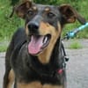 Aufgeschlossene BETA sucht eine treue Familie