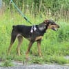 Aufgeschlossene BETA sucht eine treue Familie