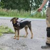 Aufgeschlossene BETA sucht eine treue Familie