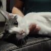 BEERUS