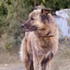 LOKUM VAA