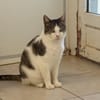 TINOU