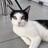 Pralinette - douce minette