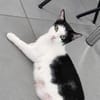 Pralinette - douce minette