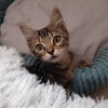 MAE
