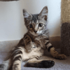 MAE