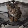 MAE
