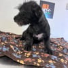 Blacky Baby, unser Wuselchen
