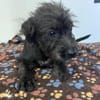 Blacky Baby, unser Wuselchen