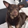 aktiver Junghund COCO sucht konsequente Menschen