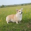 Queenie sucht neues Königreich