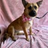 Ophelia (Ollo) -Sanfte kleine Hündin sucht Menschen mit Herz