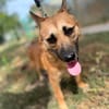 Ophelia (Ollo) -Sanfte kleine Hündin sucht Menschen mit Herz