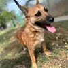 Ophelia (Ollo) -Sanfte kleine Hündin sucht Menschen mit Herz