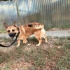 Ophelia (Ollo) -Sanfte kleine Hündin sucht Menschen mit Herz