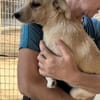 MINA-zuckersüße, lebensfrohe Welpin 25cm