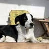aktiver Junghund sucht aktive Menschen