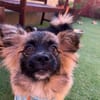 Miron - Zuhause gesucht