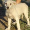 Hundekind BRITA