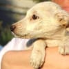 Hundekind BRITA