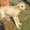 Hundekind BRITA