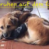 DIDRIK-hübscher Rüde-blinder Purzel 45cm
