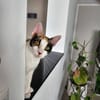 Prunita-Schmusemaus sucht Dich