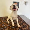 LINDA    graziles Hundekind