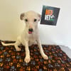 LINDA    graziles Hundekind