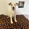 LINDA    graziles Hundekind